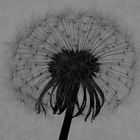 Pusteblume