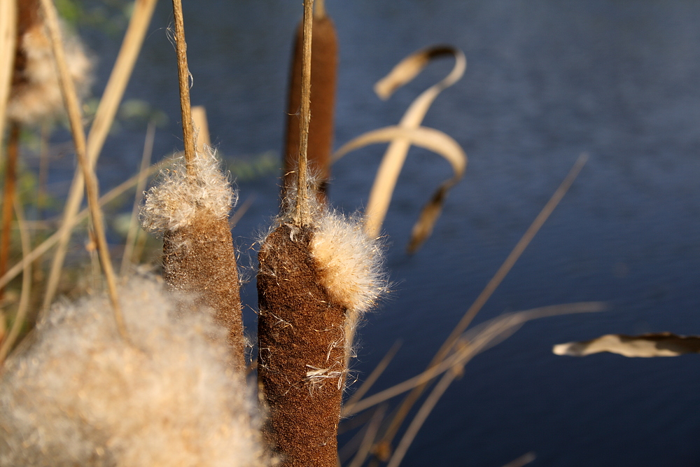 Pusteblume