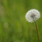 Pusteblume