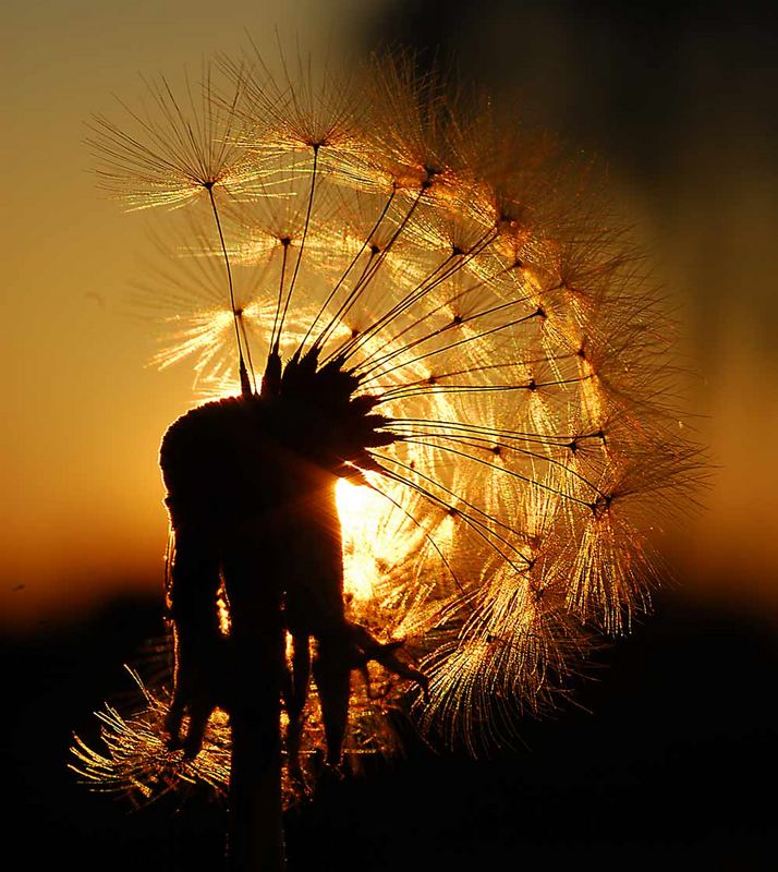 Pusteblume