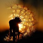 Pusteblume