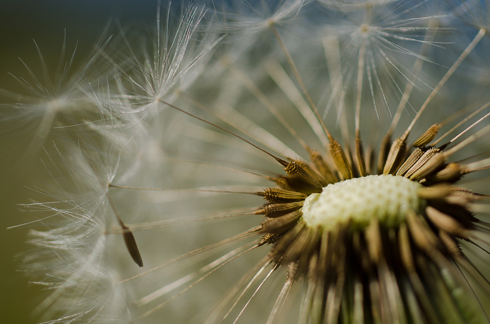 Pusteblume