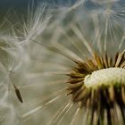 Pusteblume