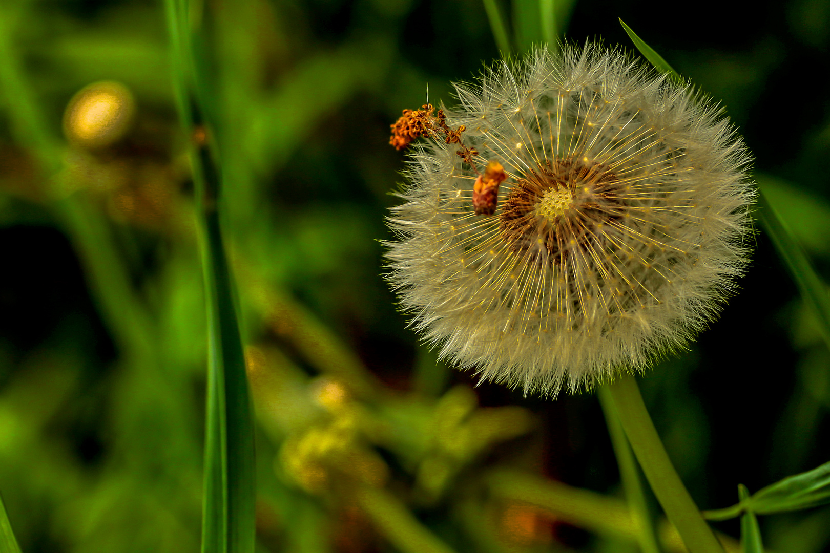 Pusteblume