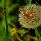 Pusteblume