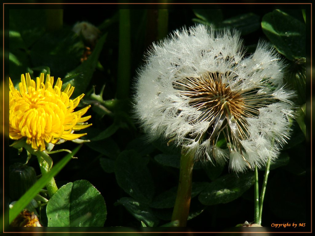 Pusteblume