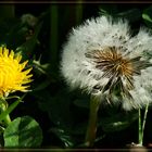 Pusteblume