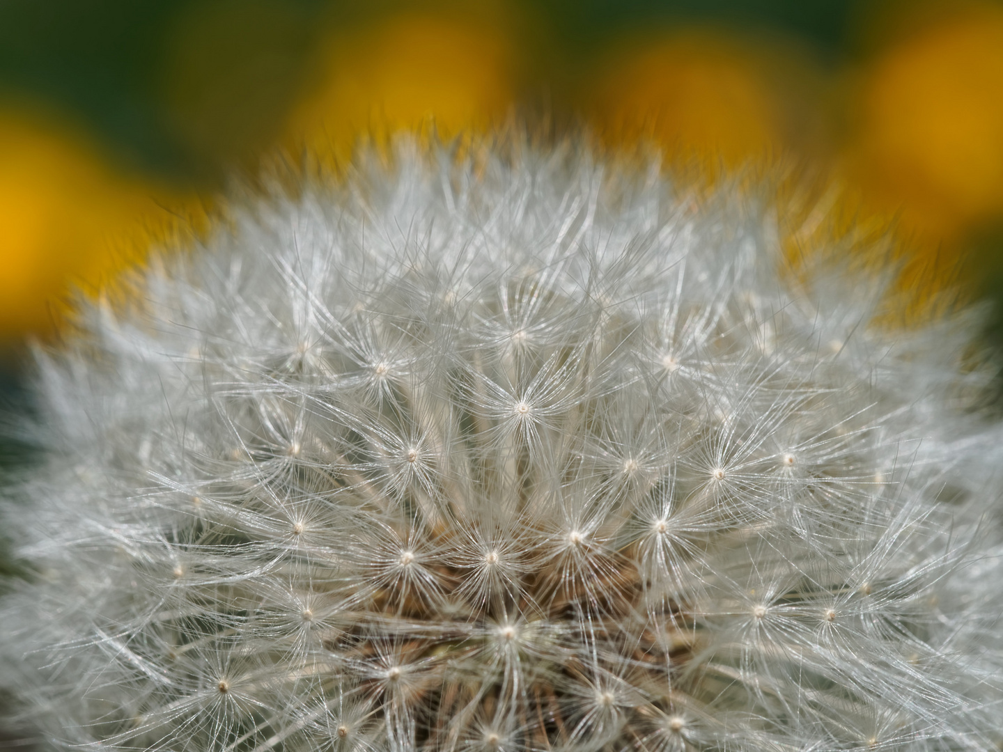 Pusteblume