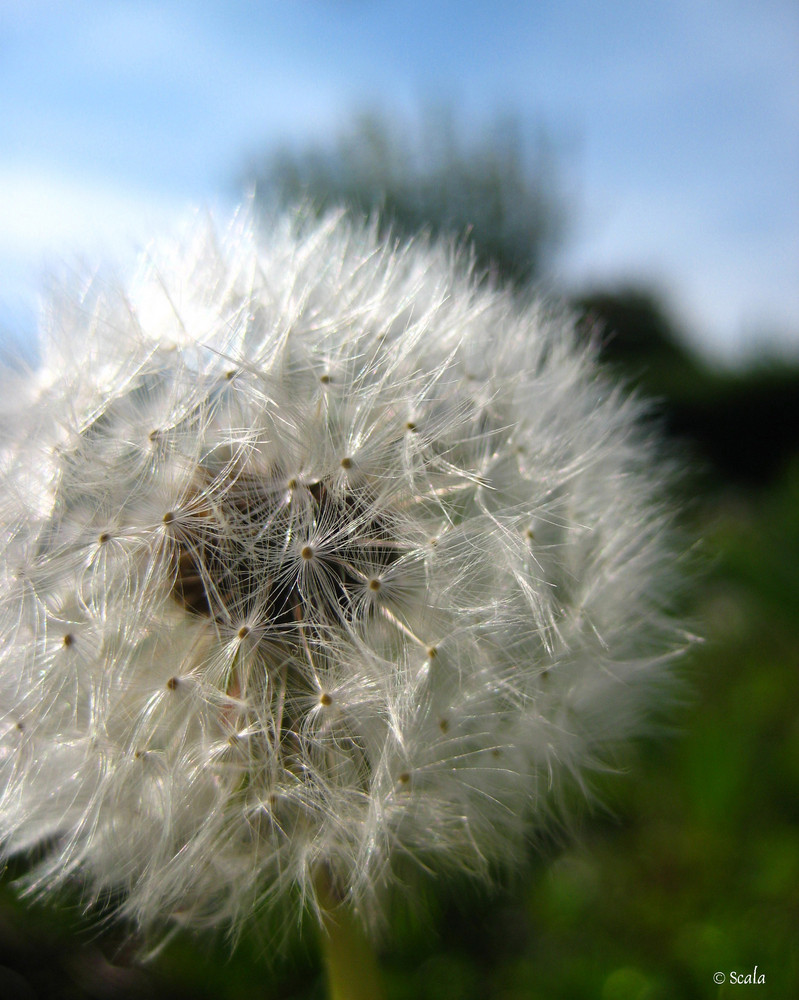 PusteBlume