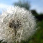 PusteBlume