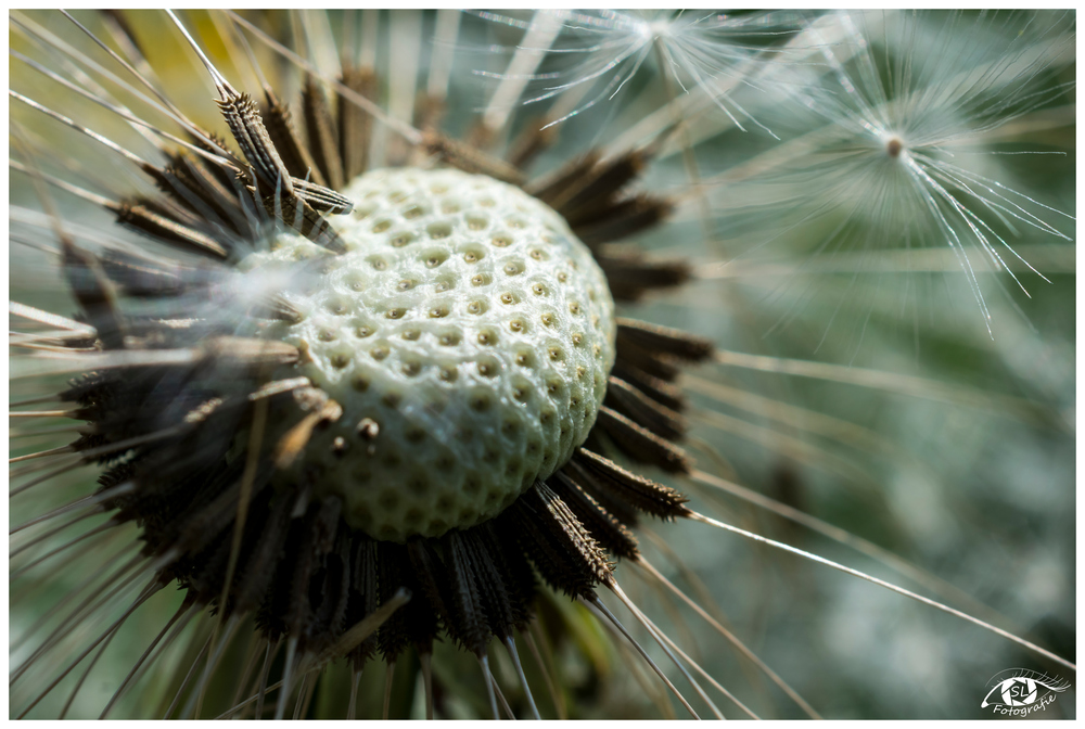 Pusteblume