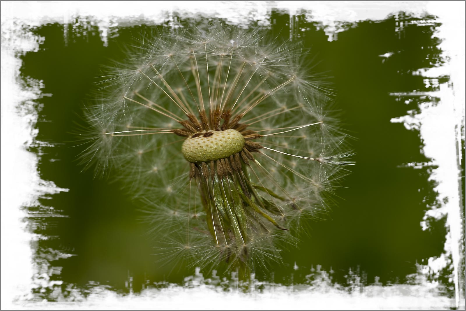 Pusteblume