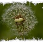 Pusteblume