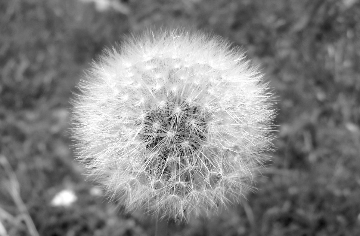 Pusteblume