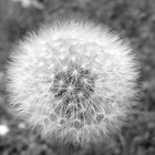 Pusteblume