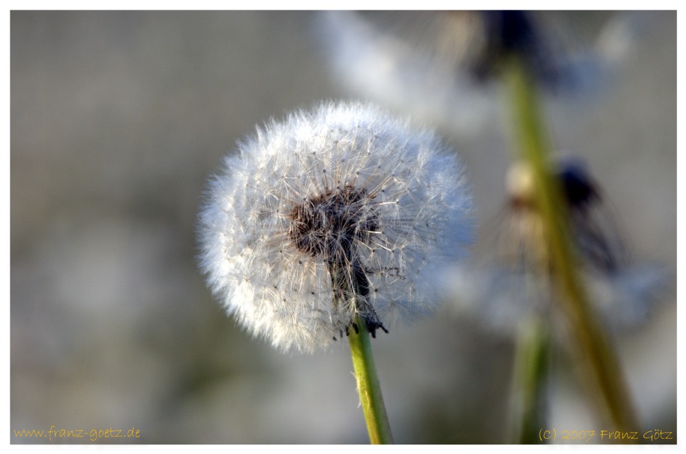 Pusteblume