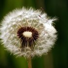 Pusteblume