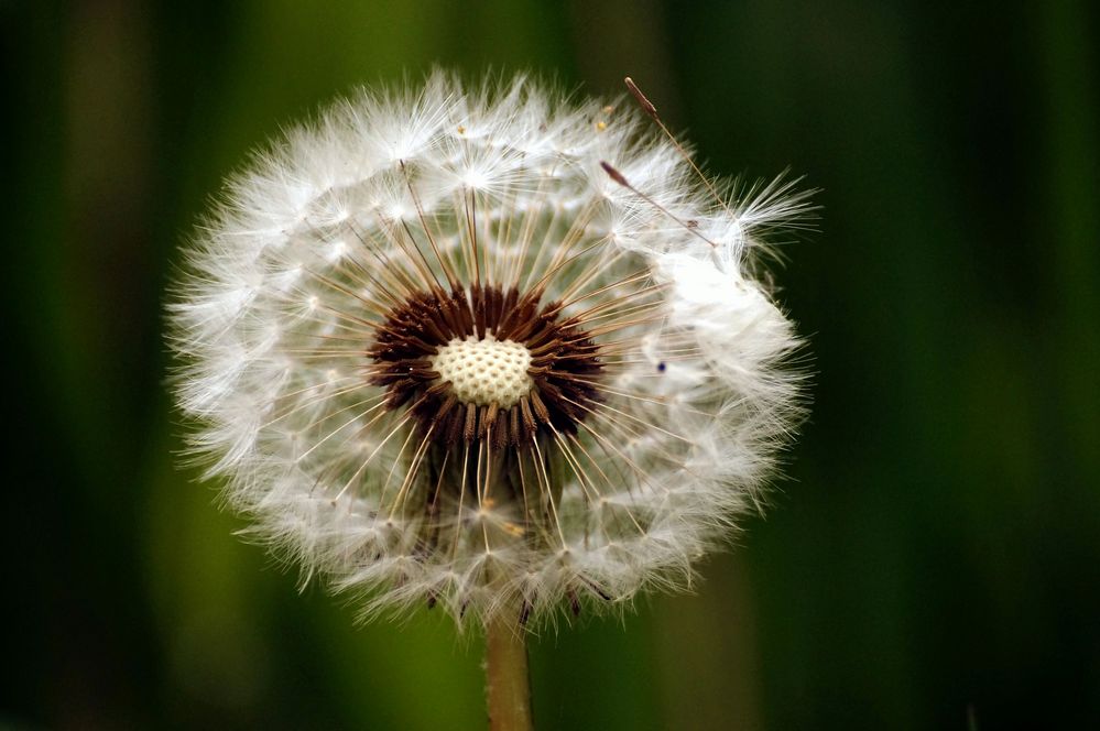 Pusteblume