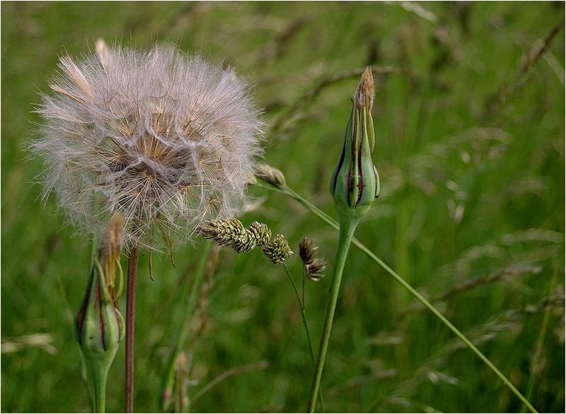 Pusteblume