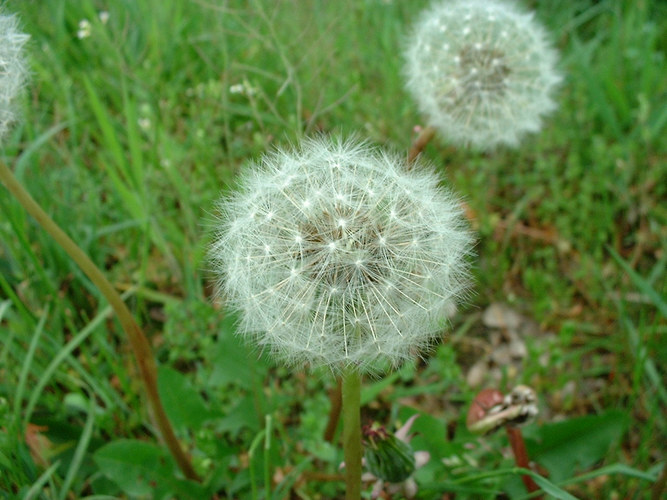 Pusteblume