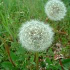 Pusteblume