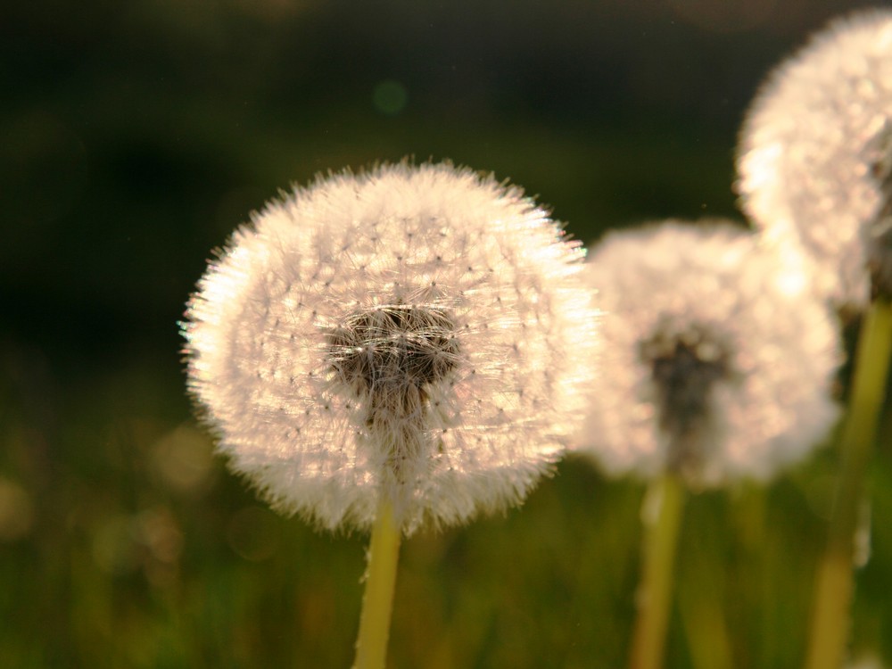 Pusteblume