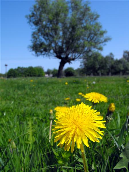 Pusteblume