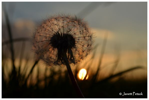 Pusteblume...