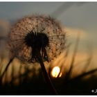 Pusteblume...