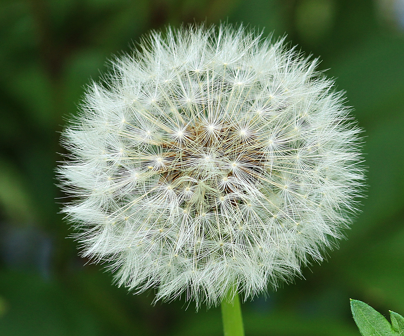 Pusteblume