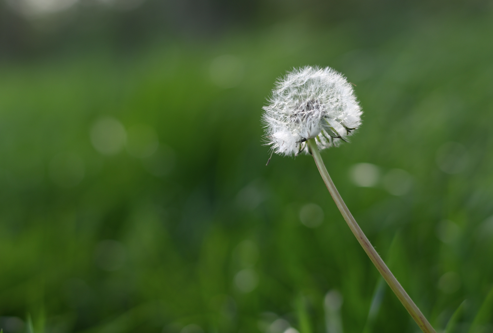 Pusteblume