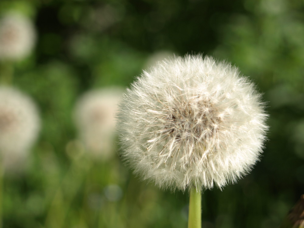 Pusteblume