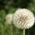 Pusteblume