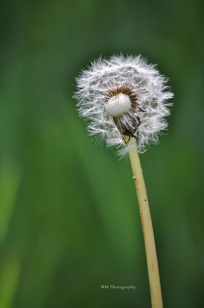 Pusteblume