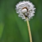 Pusteblume