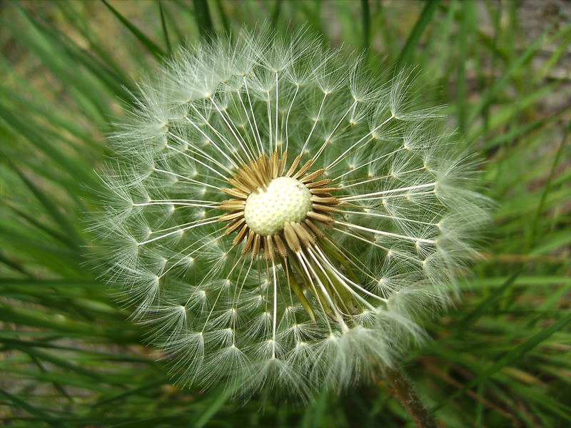 Pusteblume