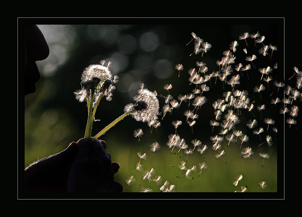 Pusteblume