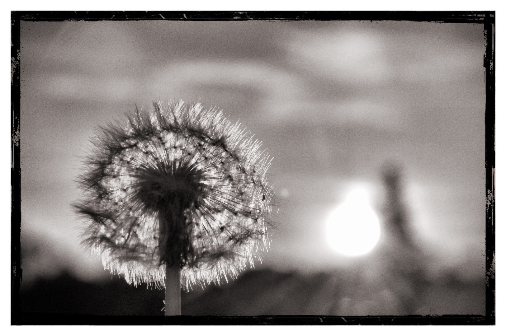 Pusteblume