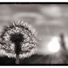 Pusteblume