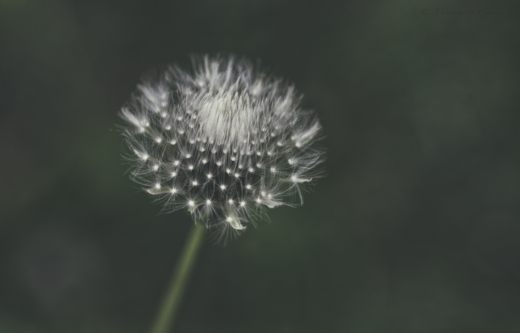 Pusteblume  