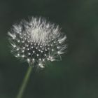 Pusteblume  