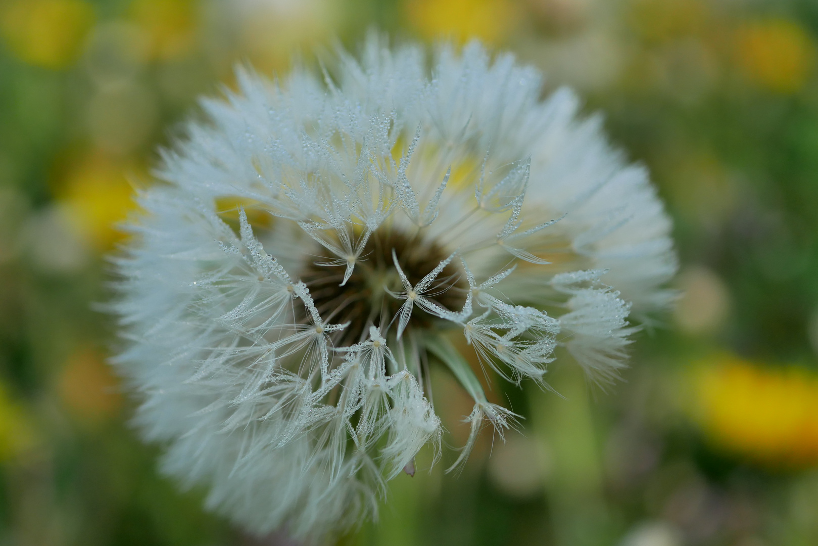 Pusteblume 6