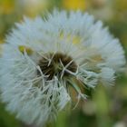 Pusteblume 6