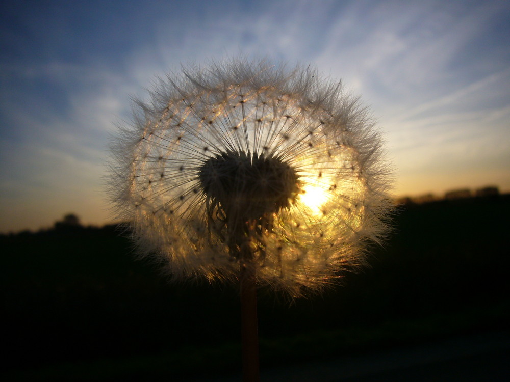 Pusteblume