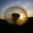 Pusteblume