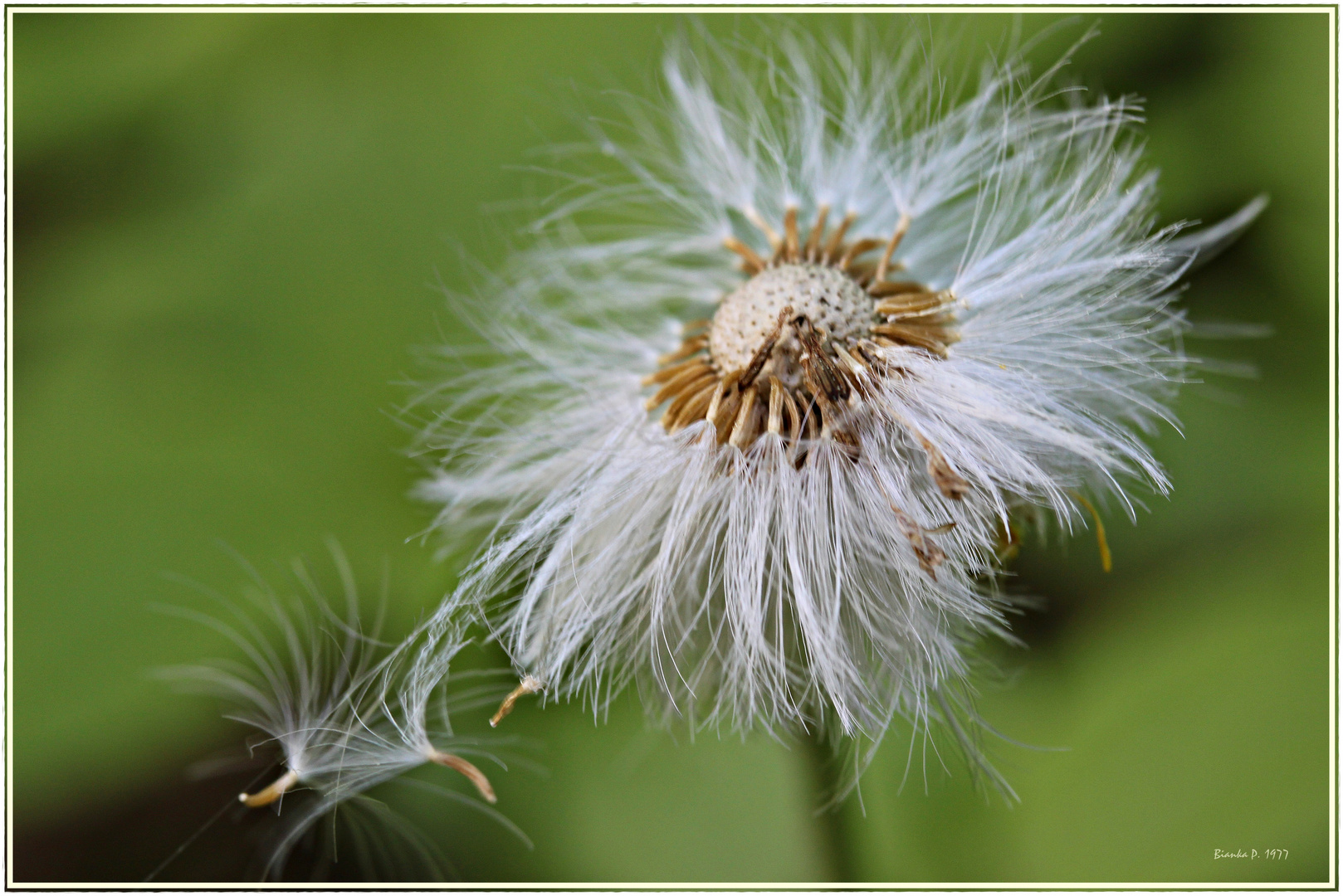 pusteblume