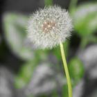 Pusteblume