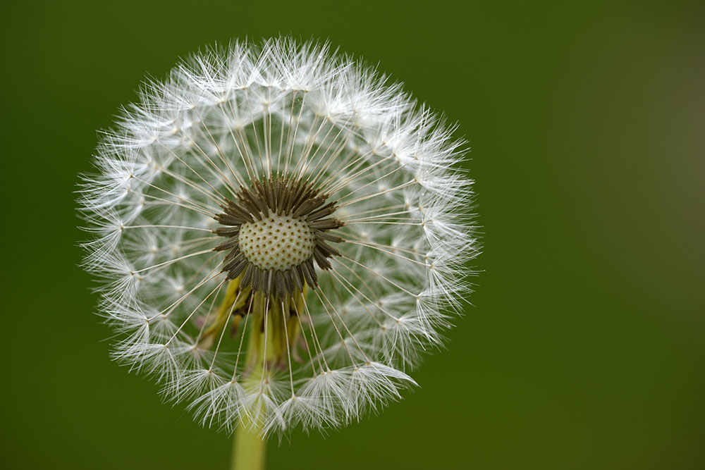 Pusteblume