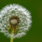 Pusteblume