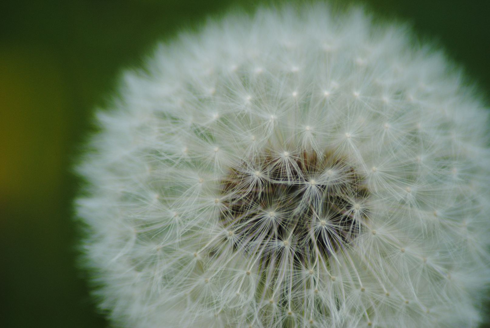 Pusteblume